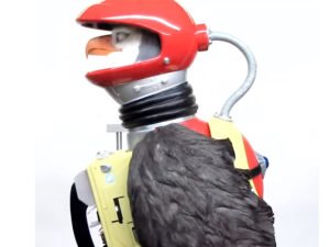 Animatronic robotic eagle with realistic dark brown feather fur wings being puppeteered on set
